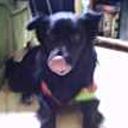 Negrito