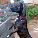 Iria