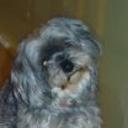 Rex