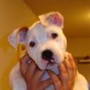 Pancho