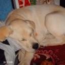Bond