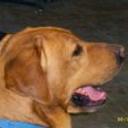 Junior
