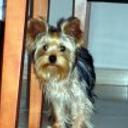 Neron