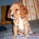 Daisy