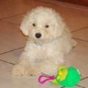 Toby
