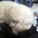 Junior