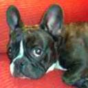 Lola