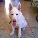 Principe