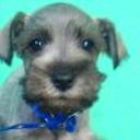 Bigotes