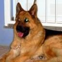 Rex
