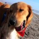 Danko diaz abett de la torre