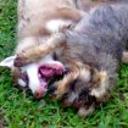 Bigotes y lobito
