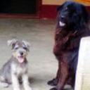 Bigotes y munyeca