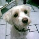 Benji