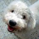 Toby