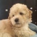 Teddy