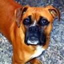 Perla