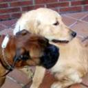 Lukas y chalton