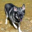 Inka