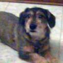Cuco