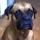 Rocco