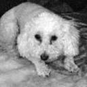 Candy  bastida