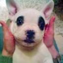 Golfo