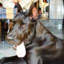Dobby