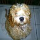 Oddy