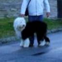 Patxi