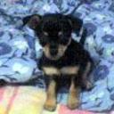 Sweety