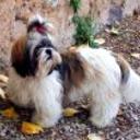 Roky