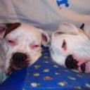 Thomas y vale