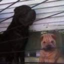 Roko tasha y preta