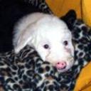 Patxi