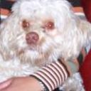 Sparky
