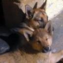 Yaco y taira
