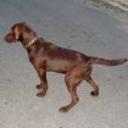 Brandy
