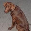 Brandy