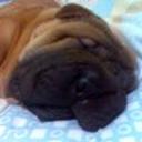 Pancho