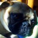 Lola
