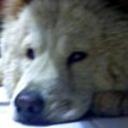Teddy junior