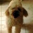 Joselito
