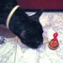 Lola