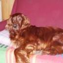 Angus