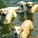 Sammy, boddy, nala, maya