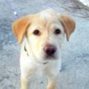 Lola