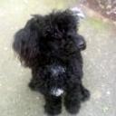 Snoopy
