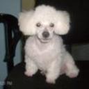 Britney pereda
