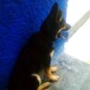 Terry